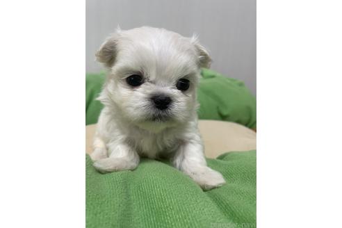 成約済の滋賀県のミックス犬-365451の14枚目