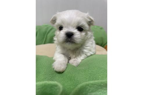 成約済の滋賀県のミックス犬-365451の13枚目