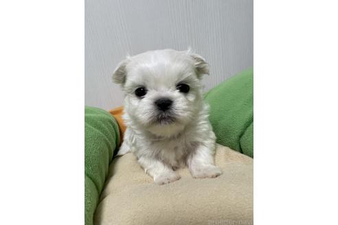 成約済の滋賀県のミックス犬-365451の12枚目