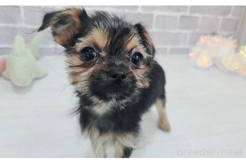販売中の東京都のミックス犬-351063の10枚目