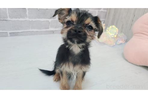 販売中の東京都のミックス犬-351063の9枚目