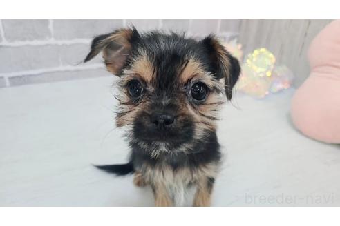 販売中の東京都のミックス犬-351063の8枚目