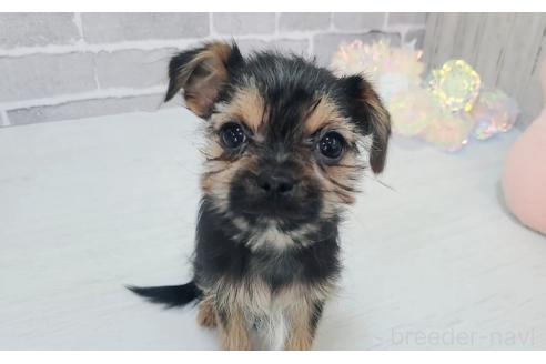 販売中の東京都のミックス犬-351063の7枚目