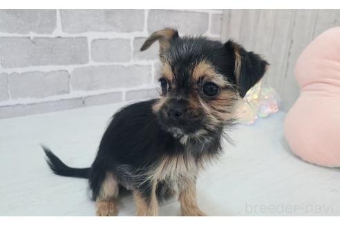 販売中の東京都のミックス犬-351063の6枚目
