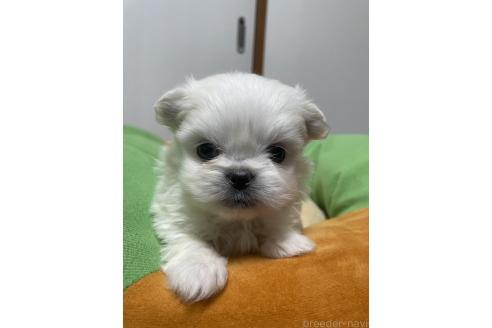 成約済の滋賀県のミックス犬-365452の14枚目