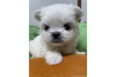 成約済の滋賀県のミックス犬-365452の13枚目