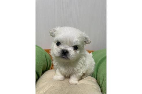 成約済の滋賀県のミックス犬-365452の12枚目