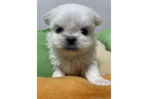 成約済の滋賀県のミックス犬-365452の11枚目