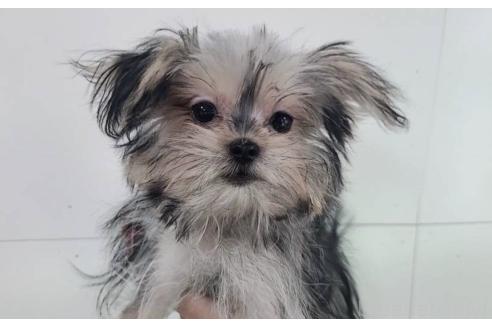 販売中の東京都のミックス犬-351062の7枚目