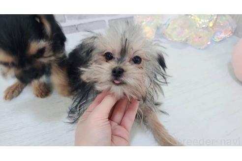 販売中の東京都のミックス犬-351062の6枚目