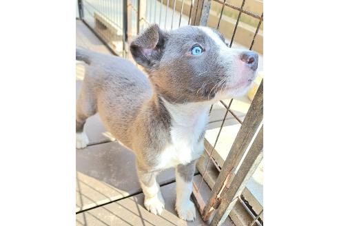 成約済の千葉県のミックス犬-367576