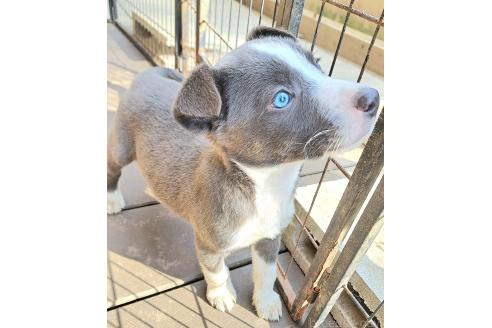 成約済の千葉県のミックス犬-367576の9枚目