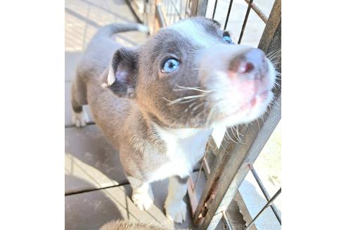 成約済の千葉県のミックス犬-367576の7枚目