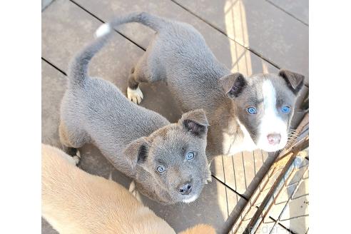 成約済の千葉県のミックス犬-367576の6枚目