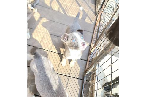 成約済の千葉県のミックス犬-367576の3枚目