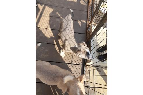 成約済の千葉県のミックス犬-367576の2枚目