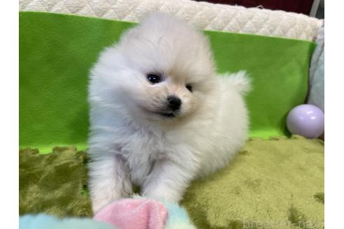 成約済の岐阜県のポメラニアン-367284の13枚目