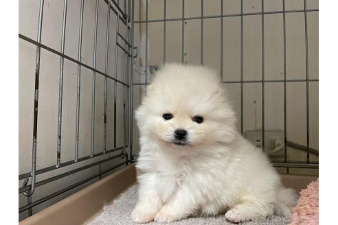 成約済の岐阜県のポメラニアン-367284の11枚目