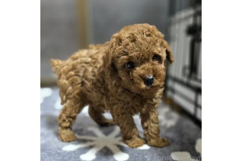 成約済の岡山県のトイプードル-362130の11枚目