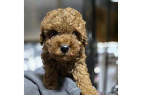 成約済の岡山県のトイプードル-362130の10枚目