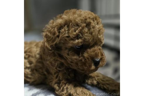 成約済の岡山県のトイプードル-362130の9枚目