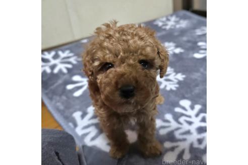 成約済の岡山県のトイプードル-362127の11枚目