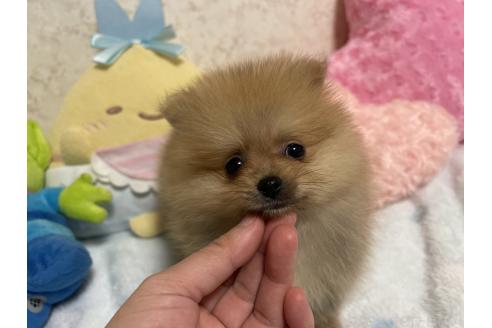 成約済の新潟県のポメラニアン-367375の17枚目