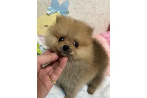 成約済の新潟県のポメラニアン-367375の14枚目