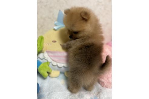 成約済の新潟県のポメラニアン-367375の13枚目