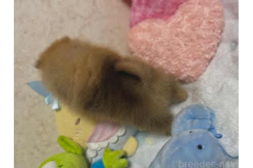 成約済の新潟県のポメラニアン-367375の11枚目