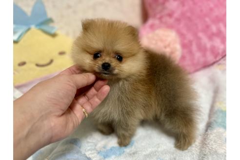成約済の新潟県のポメラニアン-367375の10枚目