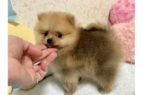 成約済の新潟県のポメラニアン-367375の8枚目