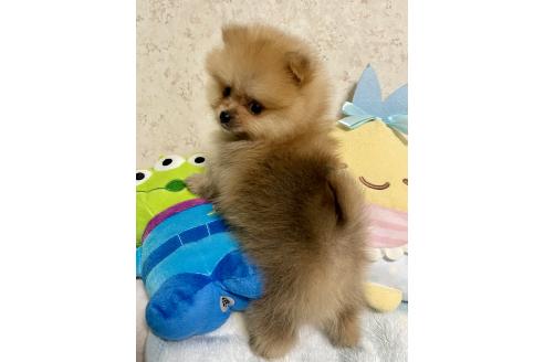 成約済の新潟県のポメラニアン-367375の7枚目