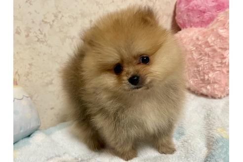 成約済の新潟県のポメラニアン-367375の5枚目