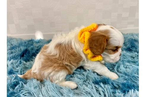 成約済の埼玉県のキャバリアキングチャールズスパニエル-364762の3枚目