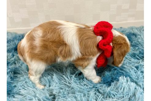 成約済の埼玉県のキャバリアキングチャールズスパニエル-364763の3枚目