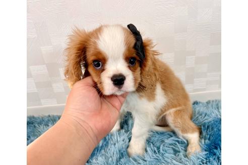 成約済の埼玉県のキャバリアキングチャールズスパニエル-359016の5枚目