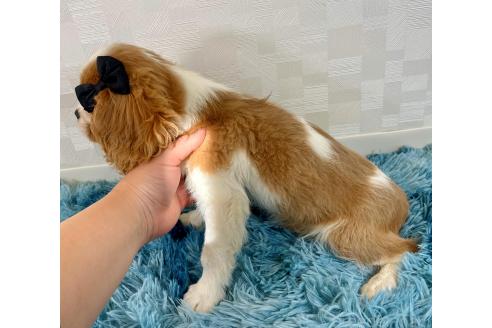 成約済の埼玉県のキャバリアキングチャールズスパニエル-359016の4枚目
