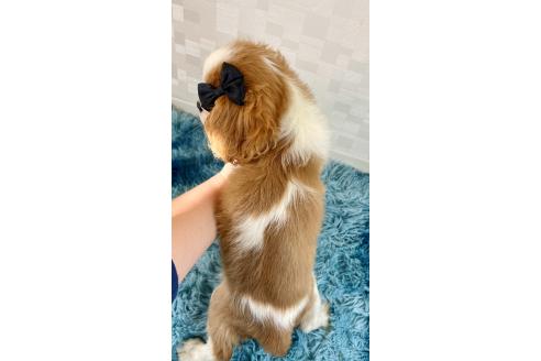 成約済の埼玉県のキャバリアキングチャールズスパニエル-359016の3枚目