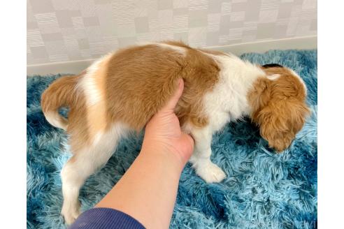成約済の埼玉県のキャバリアキングチャールズスパニエル-359016の2枚目