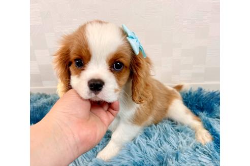 成約済の埼玉県のキャバリアキングチャールズスパニエル-359017の4枚目