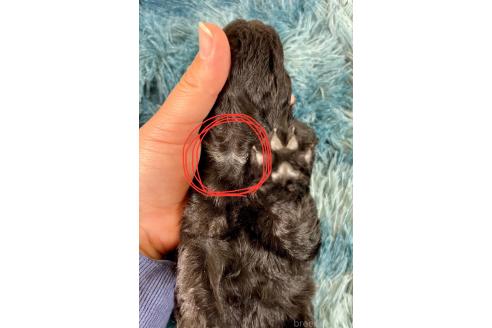 成約済の埼玉県のトイプードル-367376の6枚目