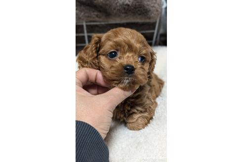 成約済の愛知県のコッカプー:アメリカンコッカースパニエル×トイプードル-362569の4枚目