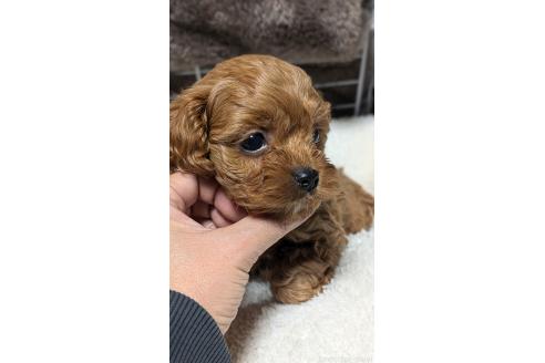 成約済の愛知県のコッカプー:アメリカンコッカースパニエル×トイプードル-362569の3枚目