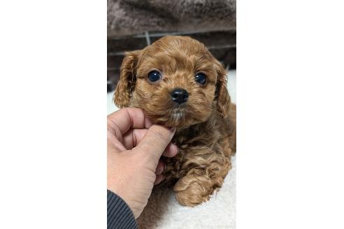 成約済の愛知県のコッカプー:アメリカンコッカースパニエル×トイプードル-362569の2枚目