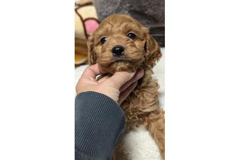 成約済の愛知県のコッカプー:アメリカンコッカースパニエル×トイプードル-362571の7枚目