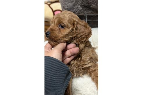 成約済の愛知県のコッカプー:アメリカンコッカースパニエル×トイプードル-362571の6枚目