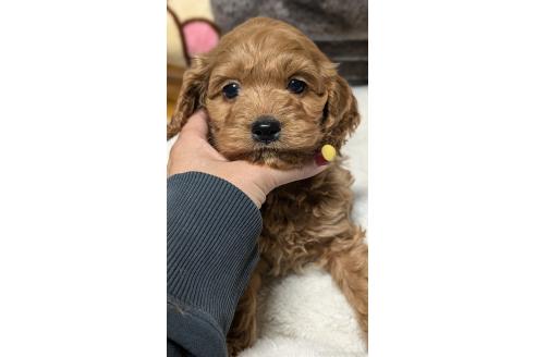 成約済の愛知県のコッカプー:アメリカンコッカースパニエル×トイプードル-362571の1枚目
