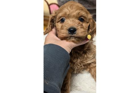 成約済の愛知県のコッカプー:アメリカンコッカースパニエル×トイプードル-362571の3枚目