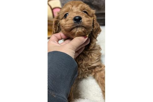 成約済の愛知県のコッカプー:アメリカンコッカースパニエル×トイプードル-362571の2枚目